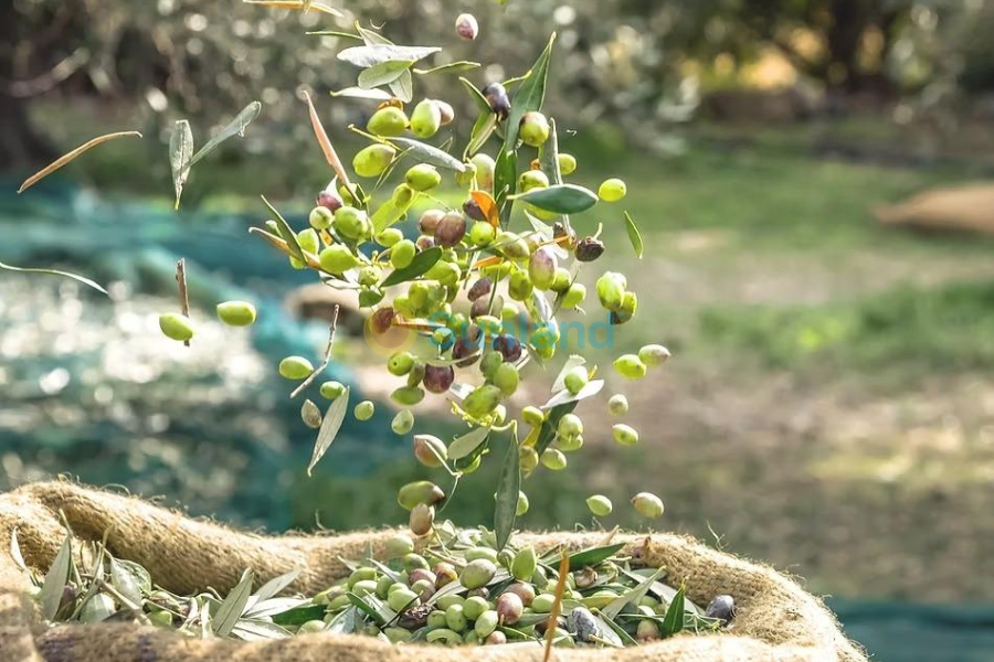 Resale - C - Murcia - Rincón de Seca