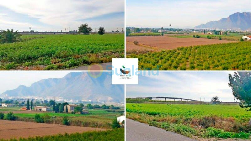 Resale - Finca - Callosa De Segura