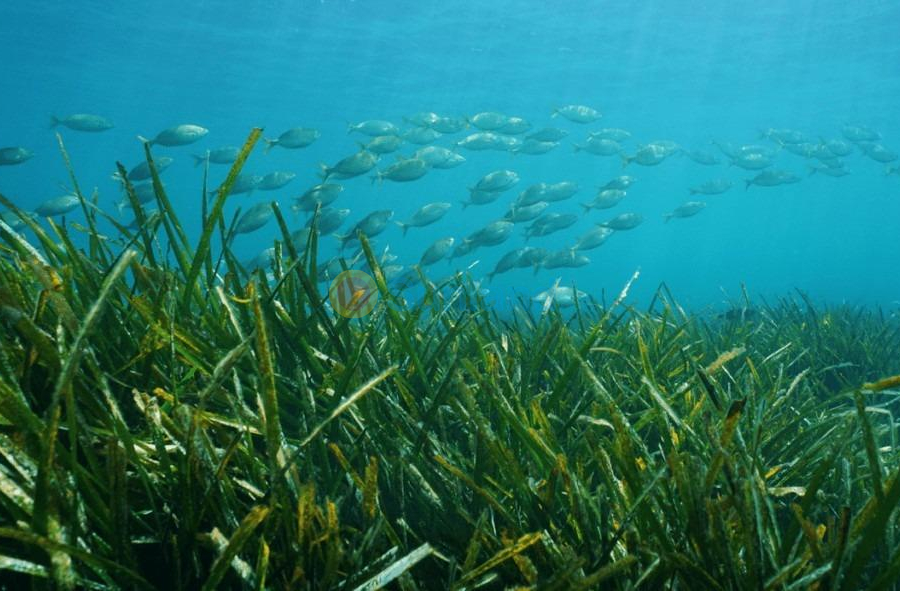 New Build - Villa - Benissa - Racó Del Galeno