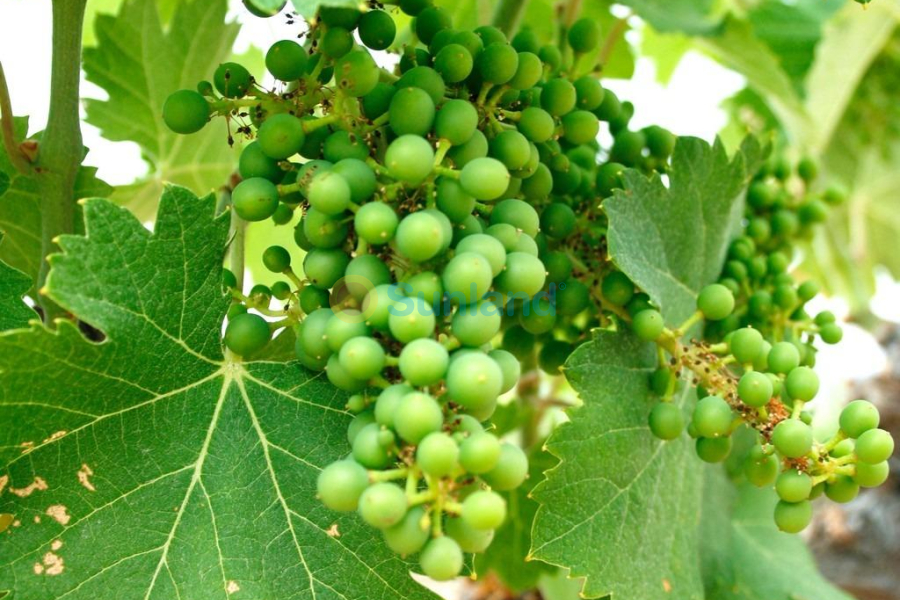 Новостройка - Bилла - Yecla