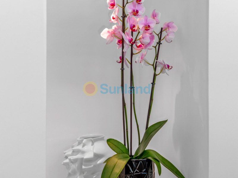 Brukte eiendommer - Villa - Guardamar del Segura