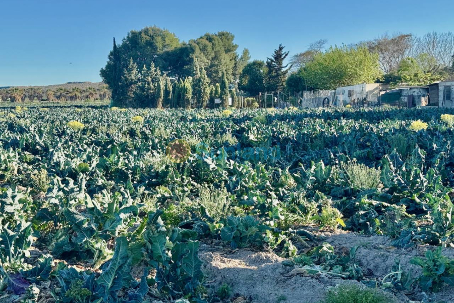 Resale - Country house - Guardamar del Segura - 