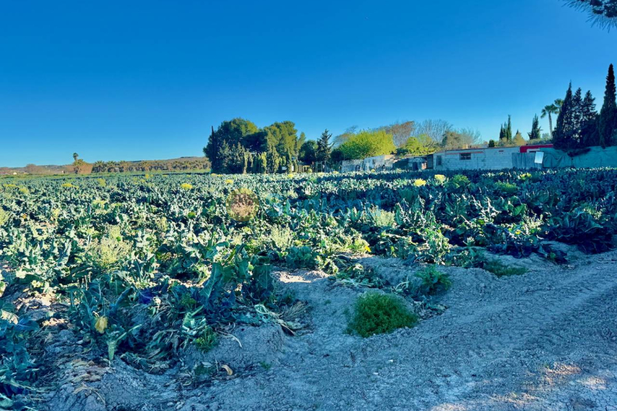 Resale - Country house - Guardamar del Segura - 